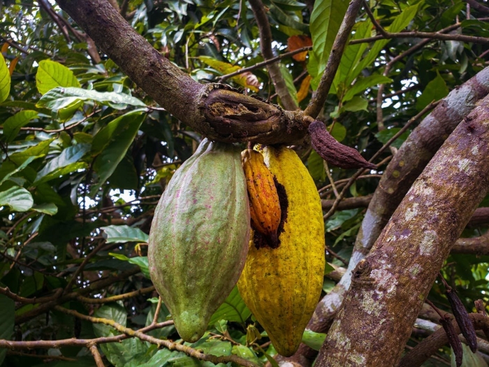 Какао (theobroma cacao)
