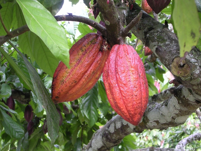 Theobroma cacao дерево