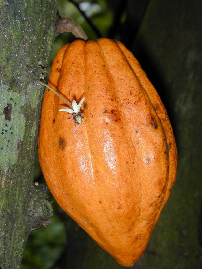 Theobroma cacao
