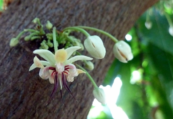Какао (theobroma cacao) цветет