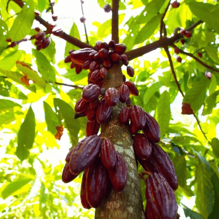 Шоколадное дерево теоброма какао