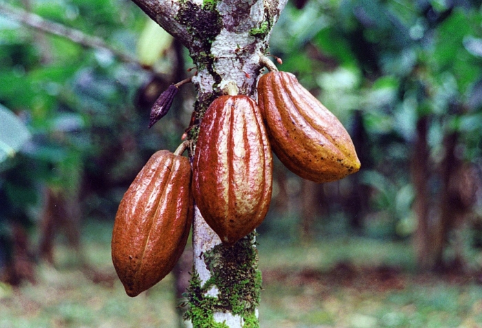 Theobroma cacao дерево
