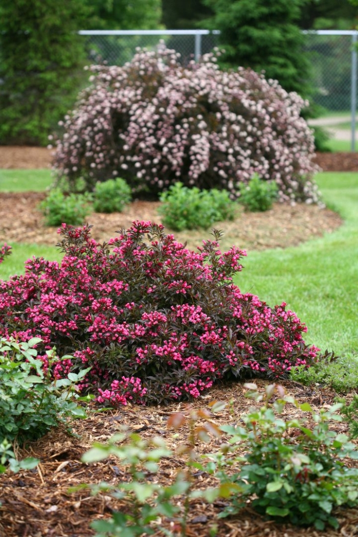 Вейгела цветущая нана пурпуреа