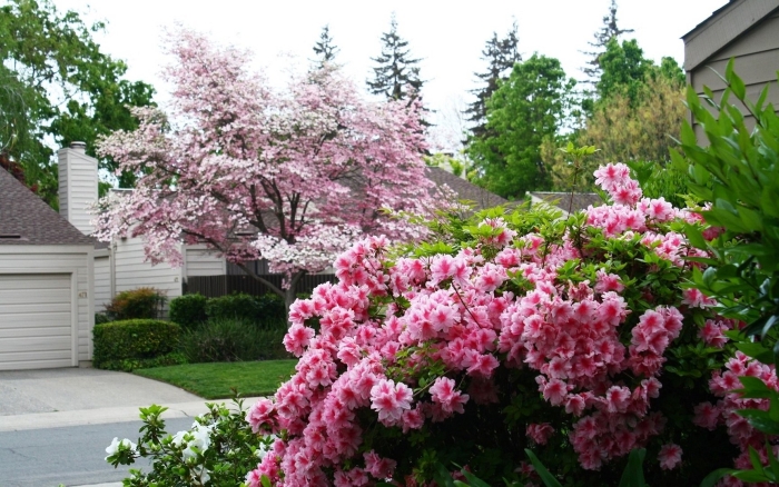 Рододендрон (азалия) пом