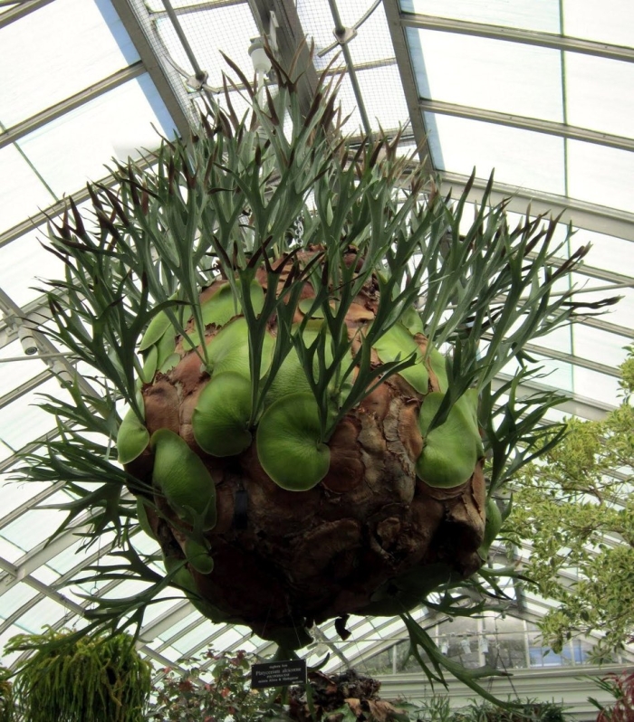 Кокедама платицериум