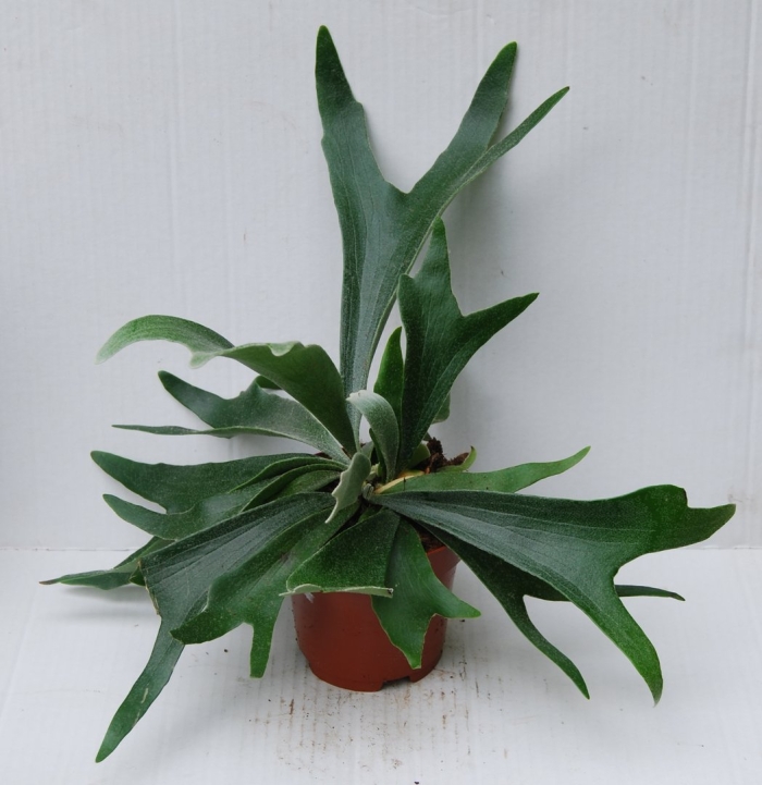 Папоротник платицериум бифуркатум