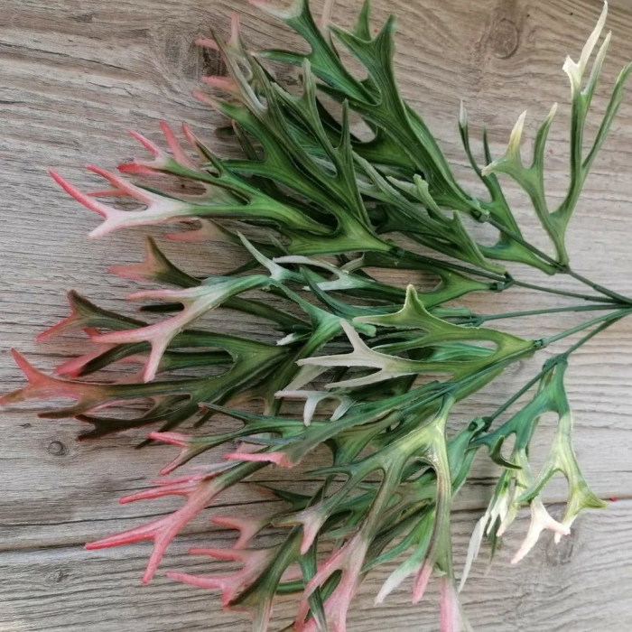 Растение оленьи рога