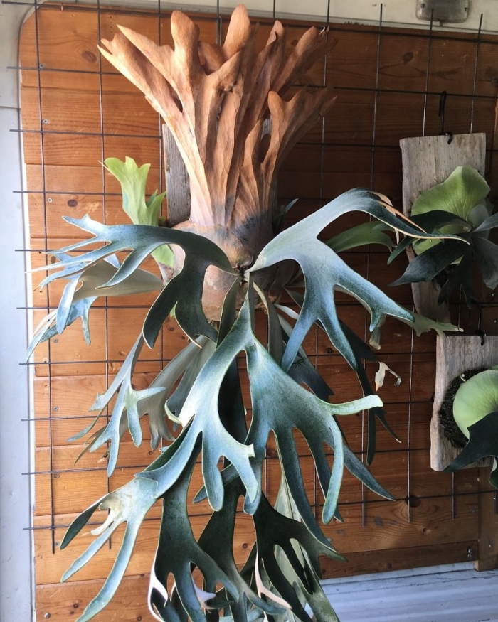 Папоротник платицериум