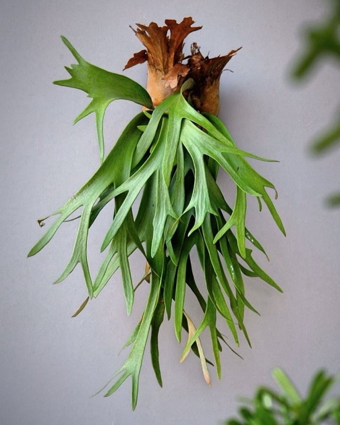 Папоротник платицериум