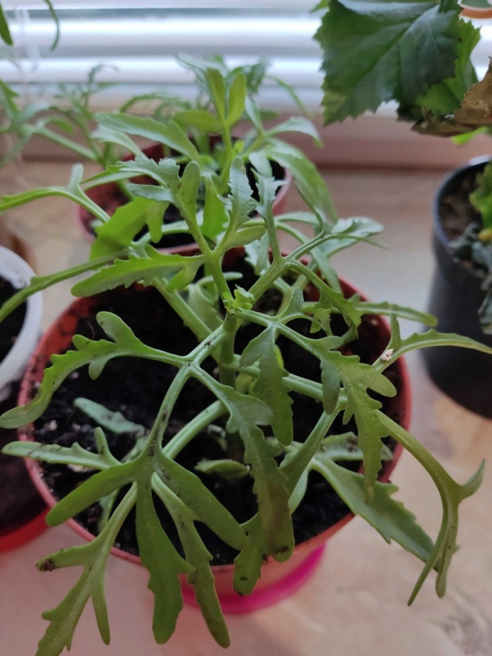 Каланхоэ оленьи рога