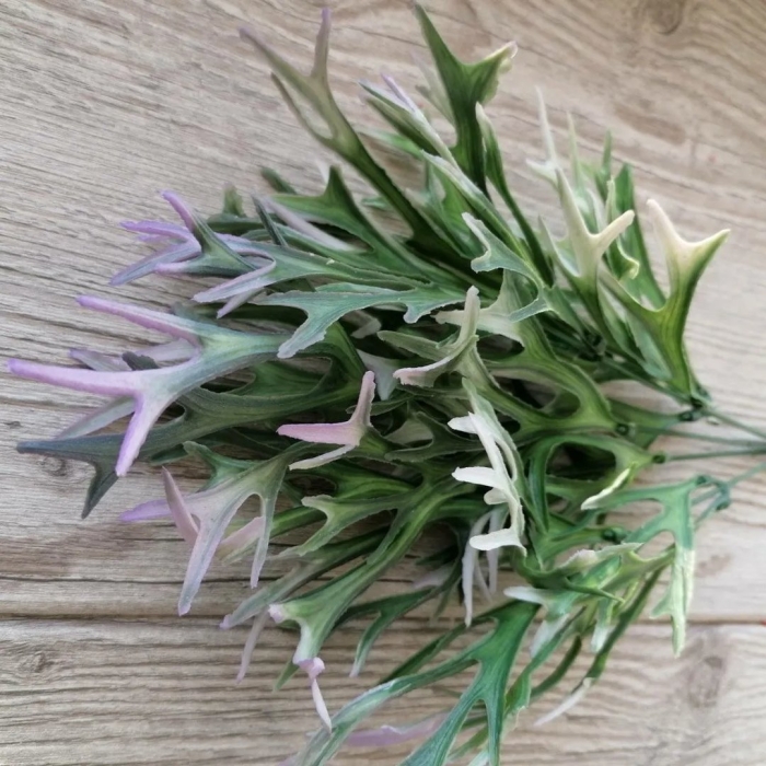 Оленьи рожки цветок