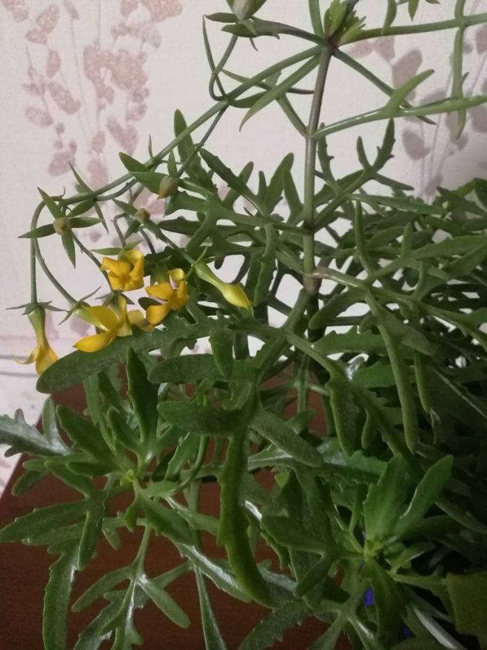 Оленьи рожки цветок