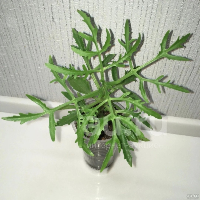 Оленьи рожки каланхоэ лациниата
