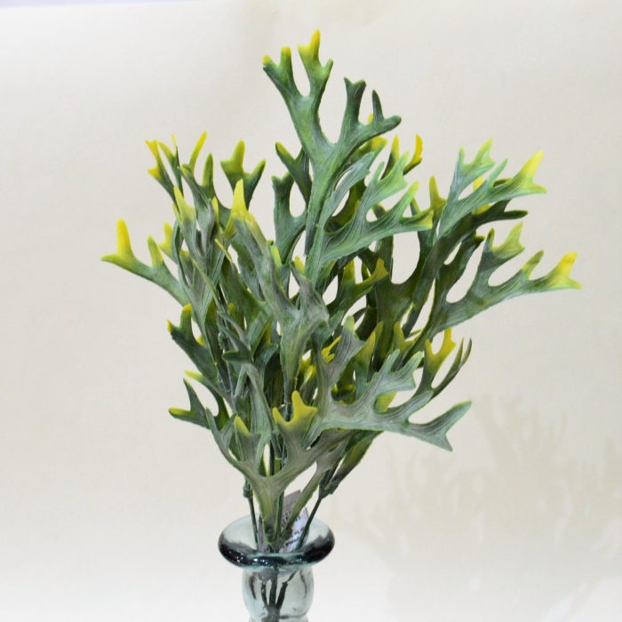 Платицериум оленьи рога