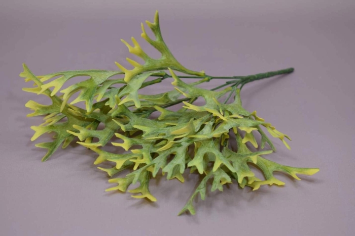 Платицериум оленьи рога