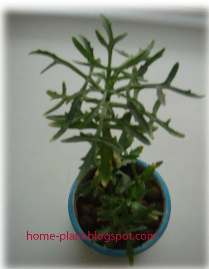 Оленьи рожки каланхоэ лациниата