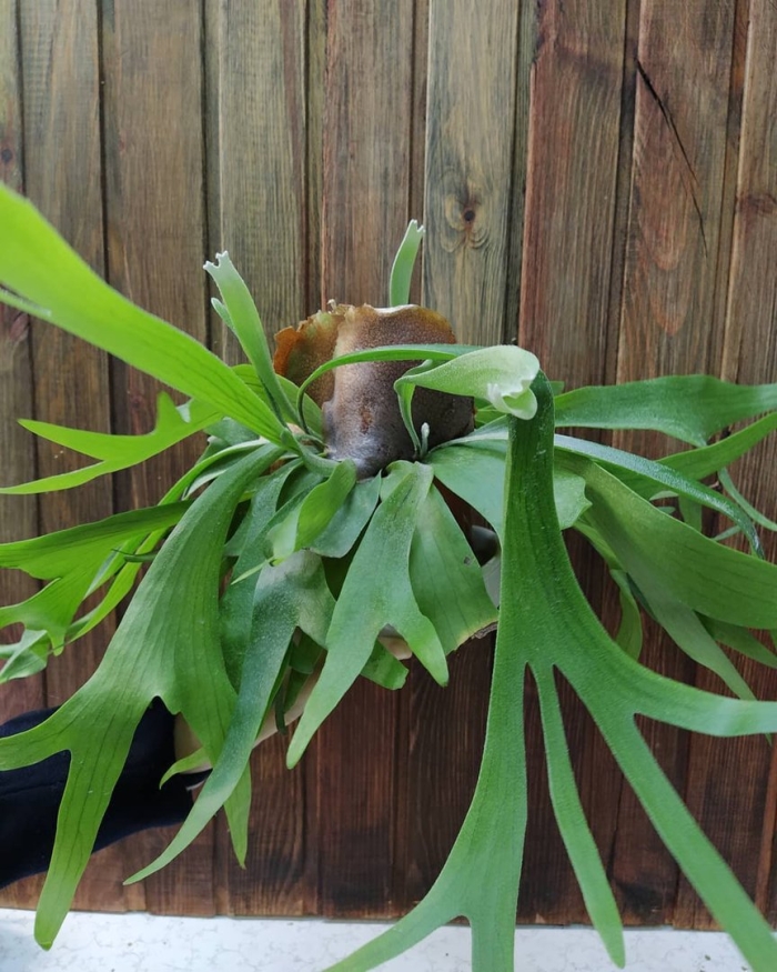 Папоротник платицериум бифуркатум