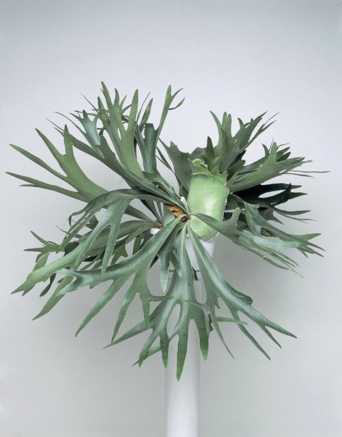 Платицериум браам