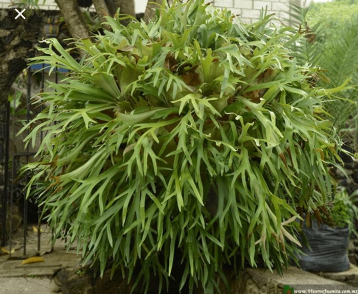 Platycerium bifurcatum