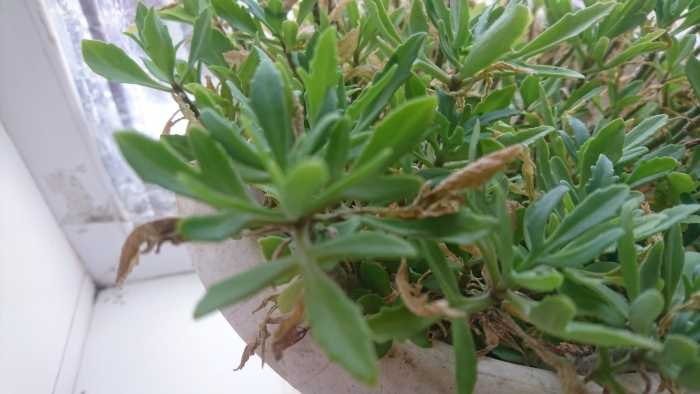 Оленьи рожки каланхоэ лациниата