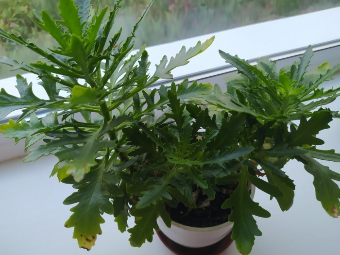 Оленьи рожки каланхоэ лациниата