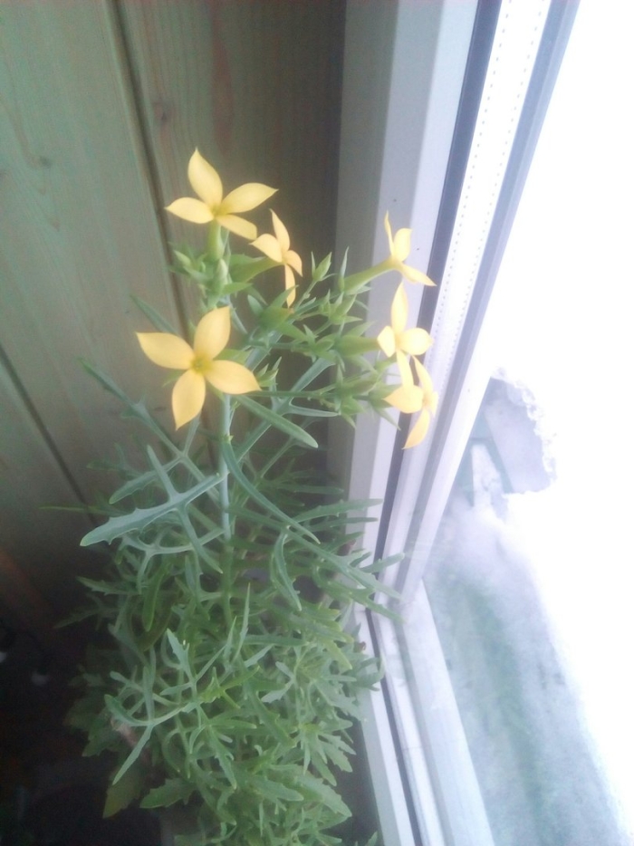 Каланхоэ рассеченное оленьи рожки