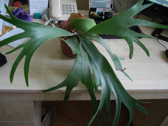 Папоротник олений рог