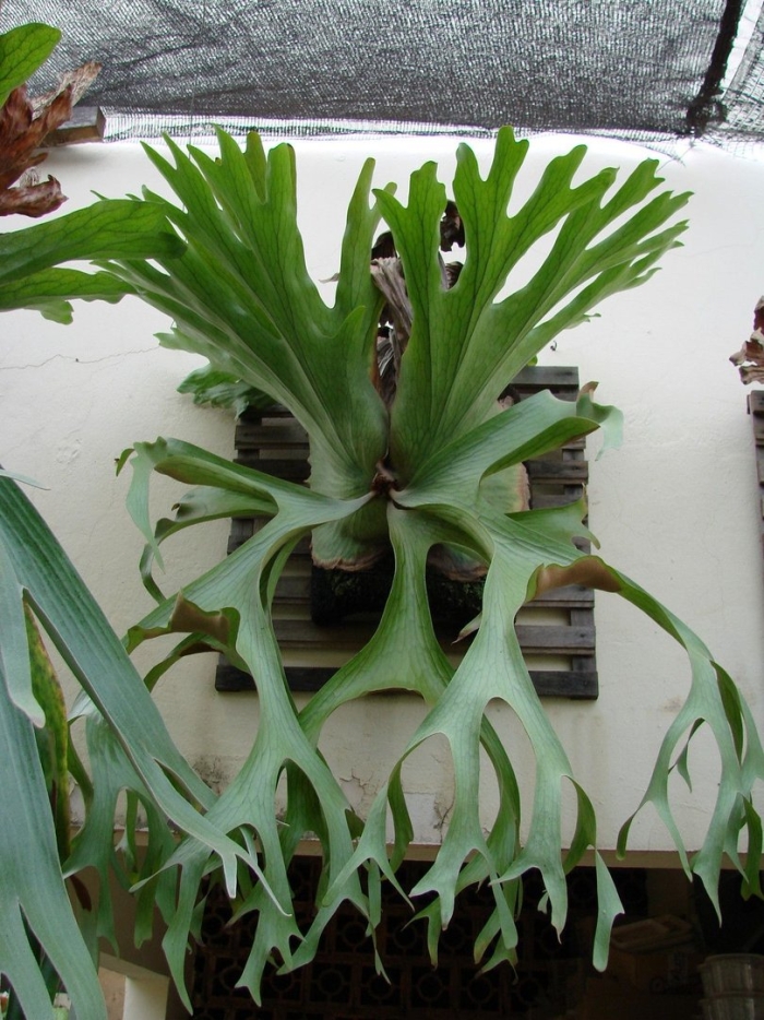 Папоротник оленьи рога платицериум