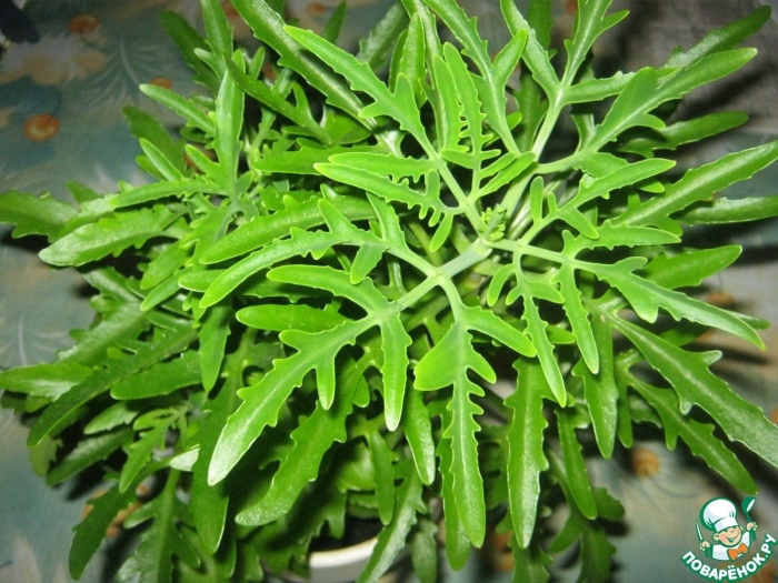 Оленьи рожки каланхоэ лациниата