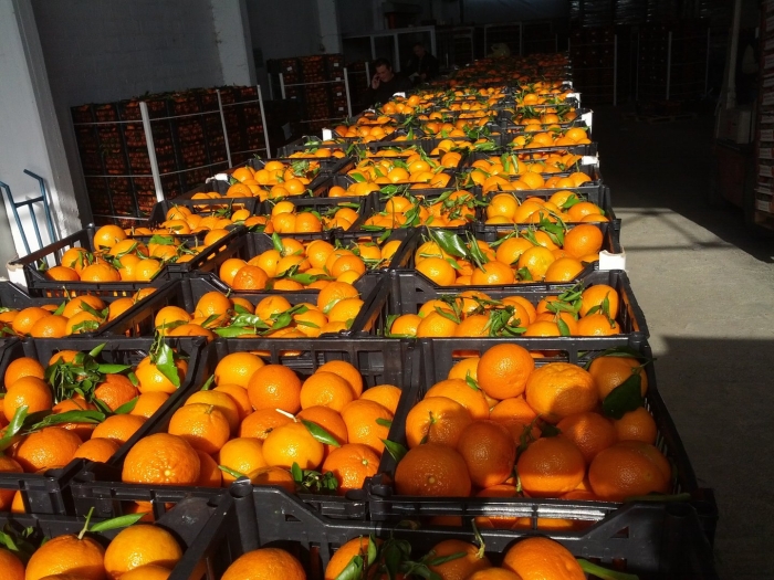 Плантации лимонов сорренто