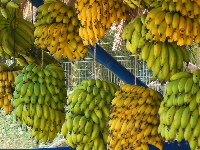 Растут бананы