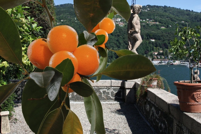 Мандариновое дерево плантации италии