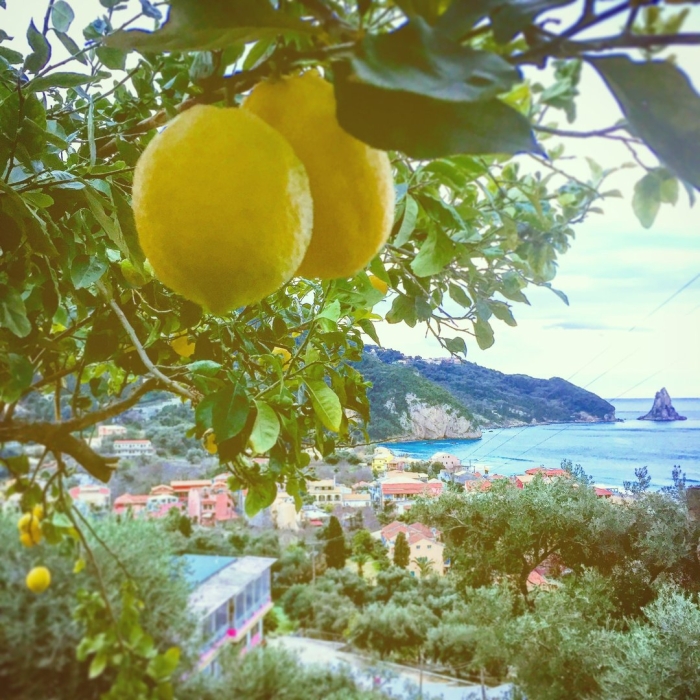 Лимонное дерево амальфи