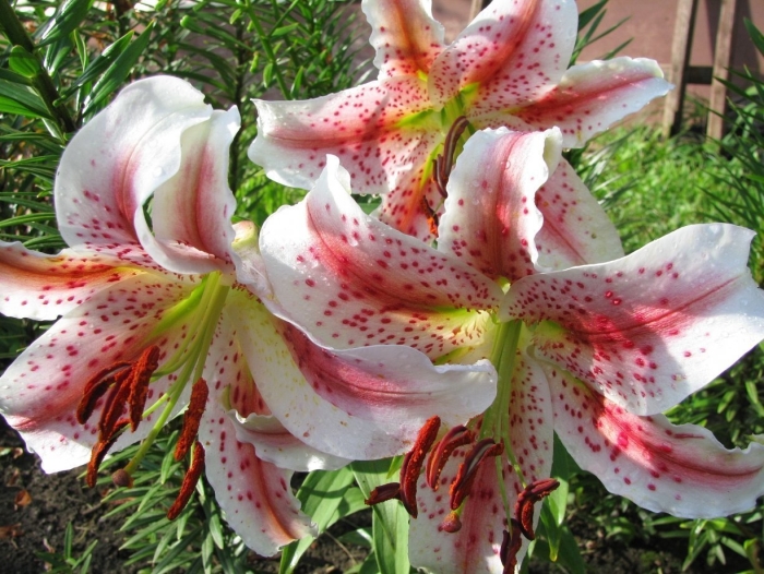 Лилия восточная диззи