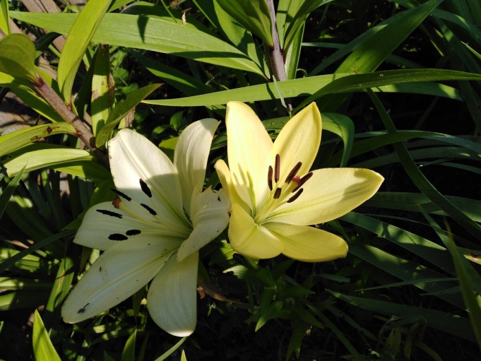 Лилия эрколано (ла-гибриды)