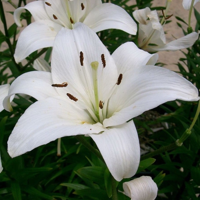 Лилия азиатская навона