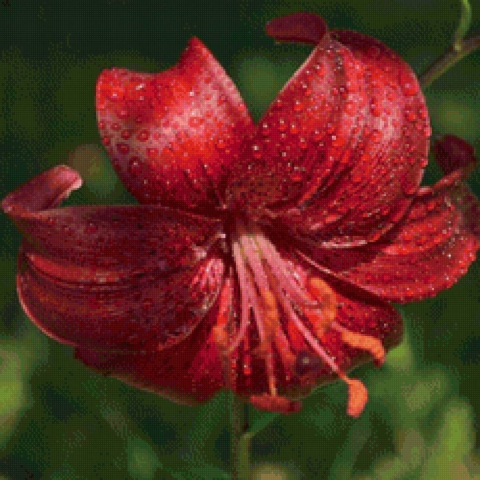 Лилия ред флауэр