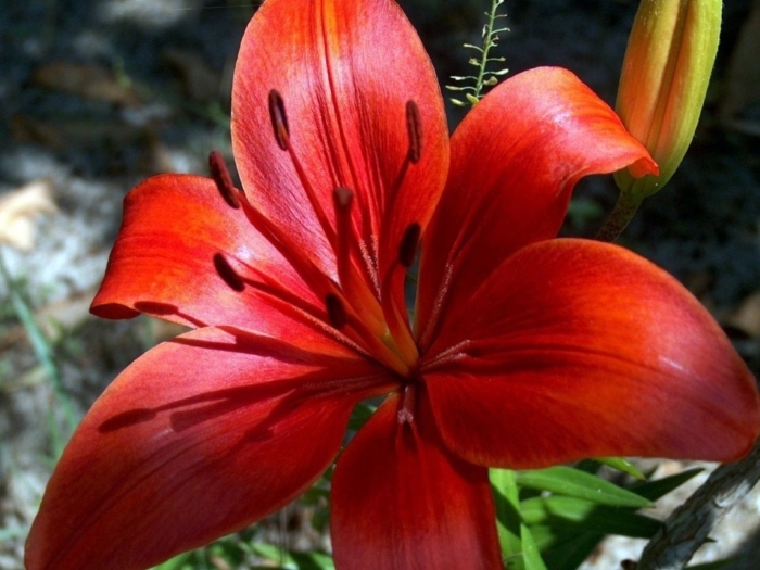 Лилия форца ред