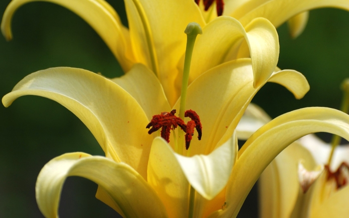 Лилии полевые