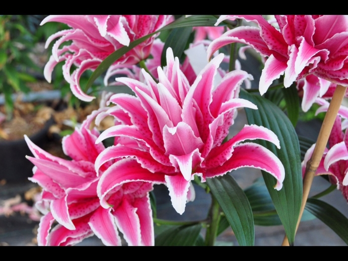 Лилия розелли лорена