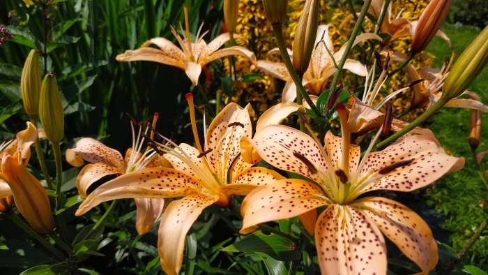 Тигровая лилия цветок