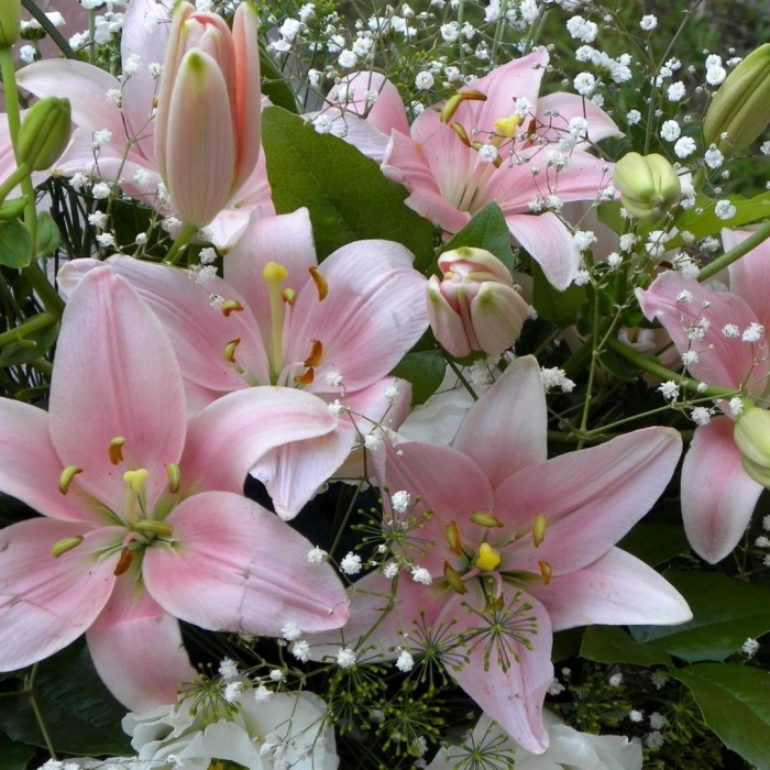 Букет цветов лилии