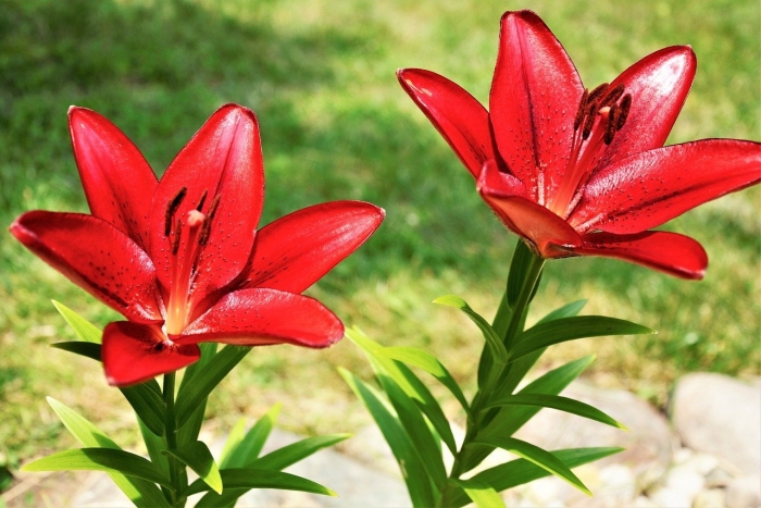 Лилия бордюрная