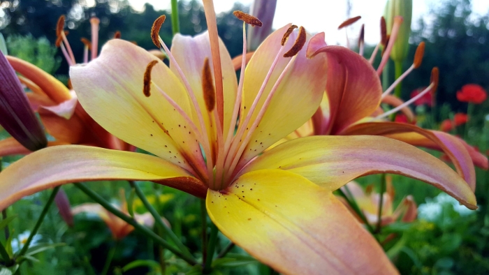 Лилия менорка (ла-гибрид)