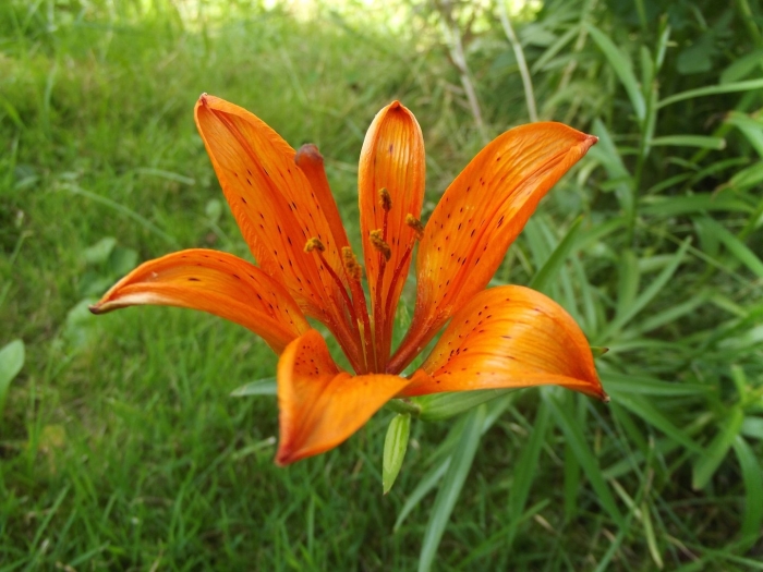Лилия пенсильванская даурская lilium pensylvanicum