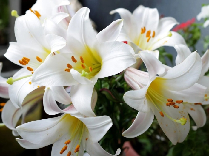 Лилии белые