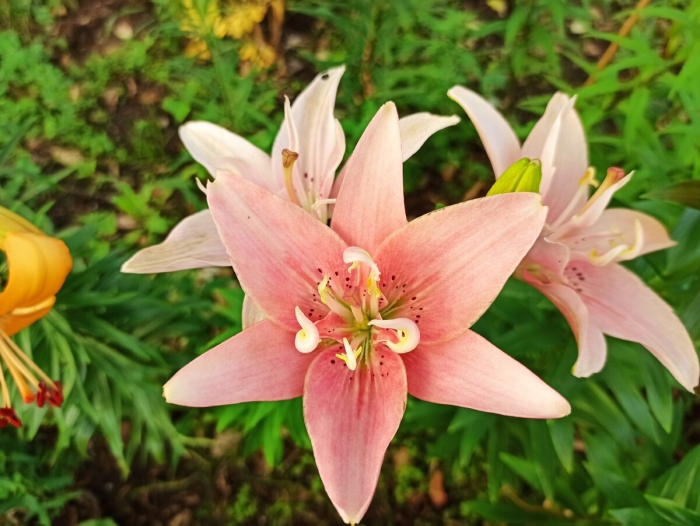 Лилия азиатская махровая элоди