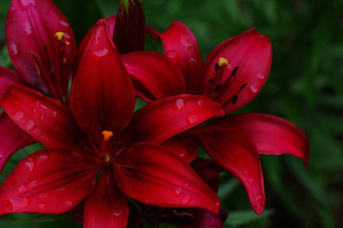 Лилия ред каунти