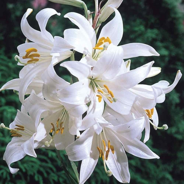 Лилия белоснежная кандидум