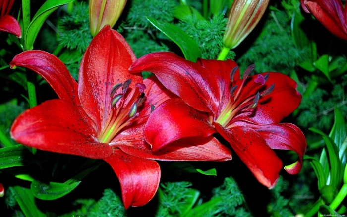 Лилии красные
